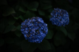 紺色の紫陽花